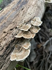 Trametes versicolor