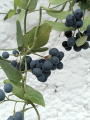 Cocculus diversifolius