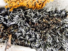 Grimmia tergestina