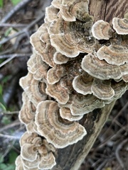 Trametes versicolor