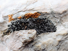 Grimmia tergestina