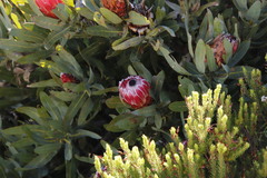 Protea × hybrida