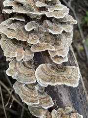 Trametes versicolor