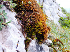 Geheebia gigantea