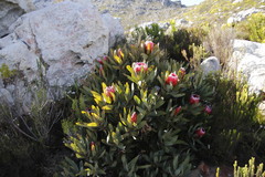 Protea × hybrida