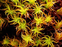 Geheebia gigantea