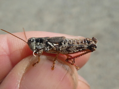 Melanoplus montanus