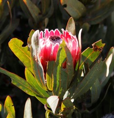 Protea × hybrida