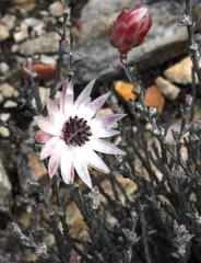 Syncarpha canescens canescens