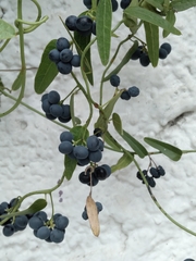 Cocculus diversifolius
