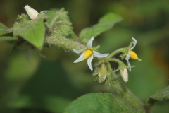 Solanum jamaicense