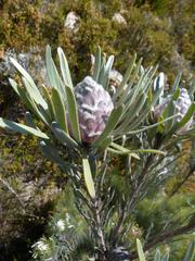 Leucadendron album