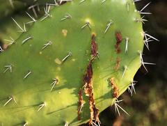 Cactoblastis cactorum