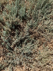 Extriplex californica