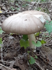 Megacollybia rodmanii