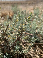 Extriplex californica