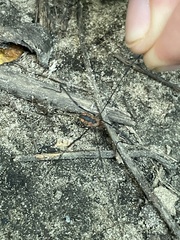 Leiobunum vittatum