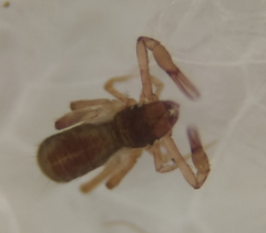 Chthonius tetrachelatus