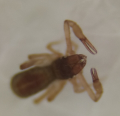 Chthonius tetrachelatus