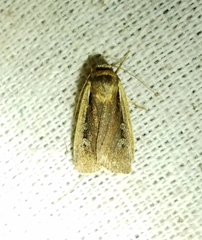 Ochropleura implecta
