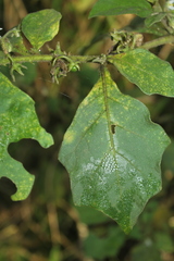 Solanum jamaicense