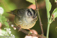 Basileuterus melanotis