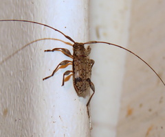 Hyperplatys maculatus