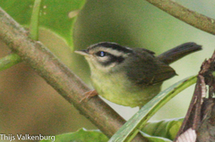 Basileuterus melanotis