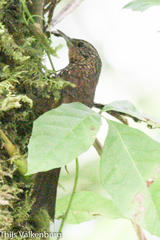 Premnoplex brunnescens