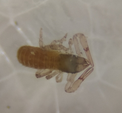 Chthonius tetrachelatus