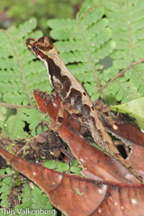 Anolis tropidolepis