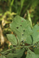 Solanum jamaicense