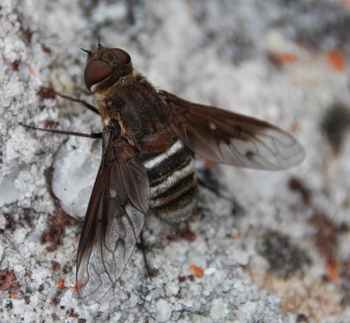 Exoprosopa heros · NaturaLista Colombia
