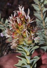 Paranomus roodebergensis