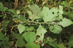 Solanum jamaicense