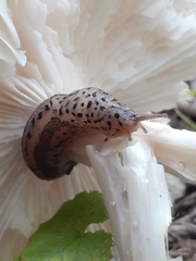 Limax maximus