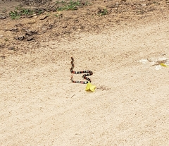 Micrurus altirostris