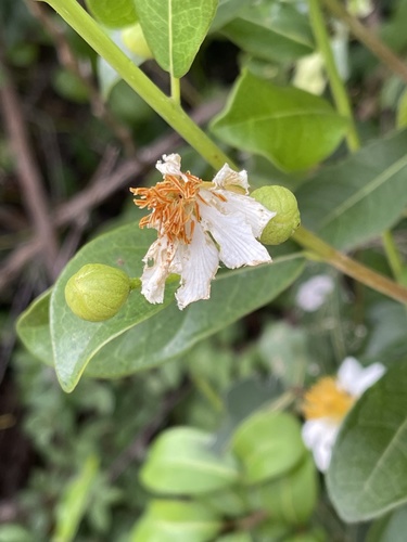 Achariaceae image