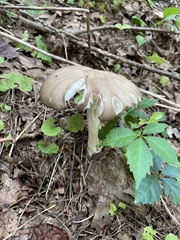 Megacollybia rodmanii