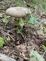 Megacollybia rodmanii