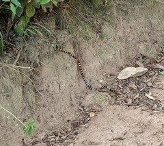 Micrurus altirostris