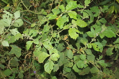 Solanum jamaicense