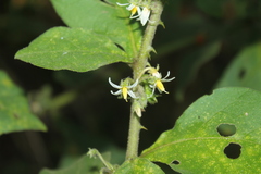 Solanum jamaicense
