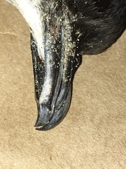 Pelecanoides urinatrix