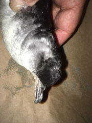 Pelecanoides urinatrix