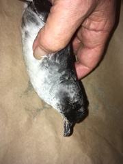 Pelecanoides urinatrix