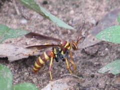 Poecilopompilus interruptus interruptus