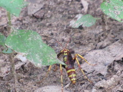 Poecilopompilus interruptus interruptus