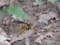Poecilopompilus interruptus interruptus
