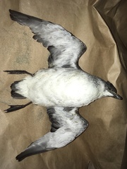 Pelecanoides urinatrix